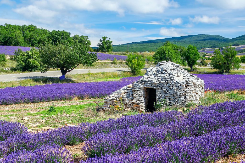 LAVANDA