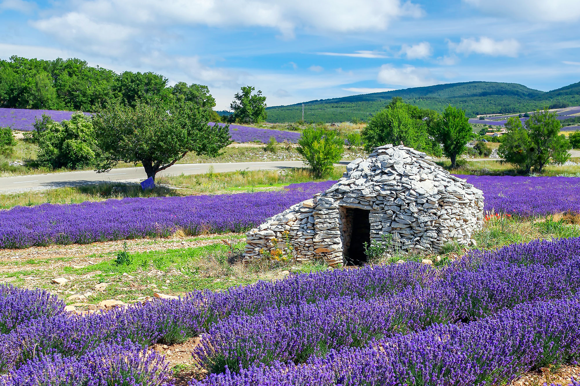 LAVANDA